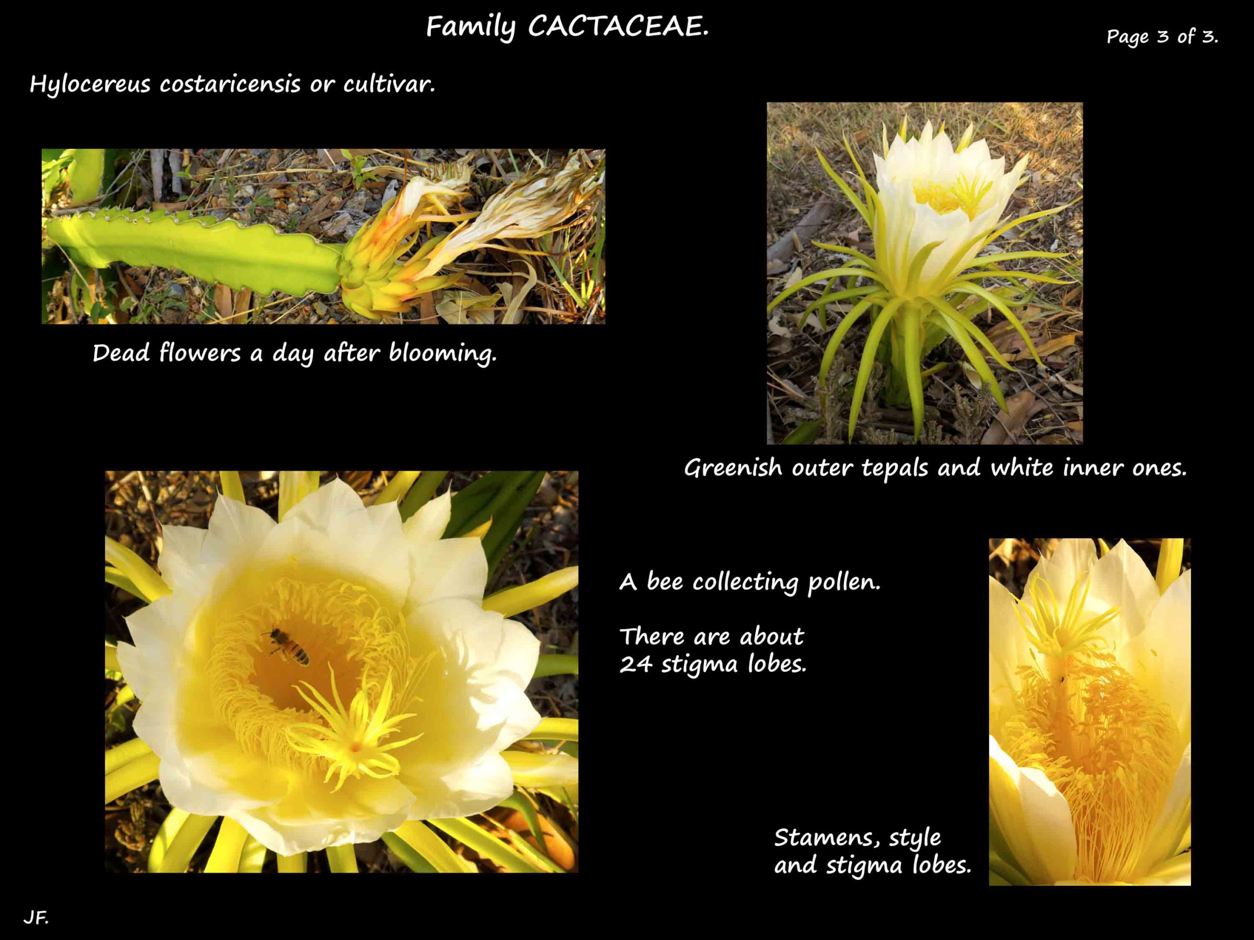 3 Hylocereus costaricensis flowers